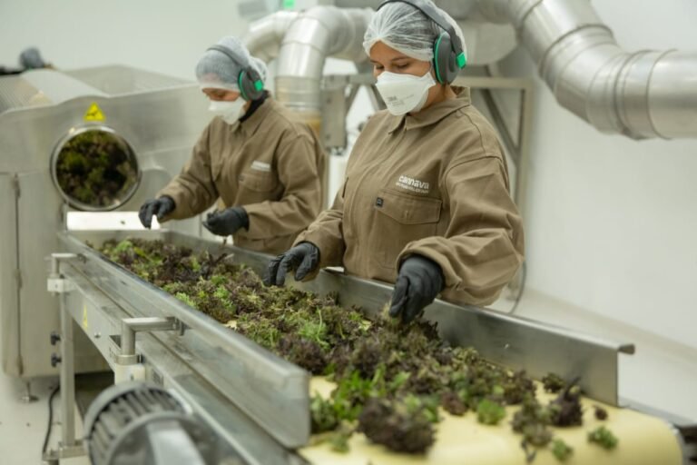 Habilitan la primera planta de producción de cannabis medicinal del país