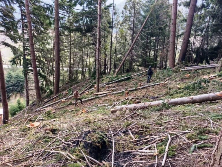 Lago Puelo: detectaron una nueva tala ilegal de bosque