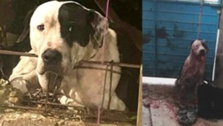 Un pitbull le arrancó el brazo a un ladrón: la familia del delincuente pidió que lo sacrifiquen