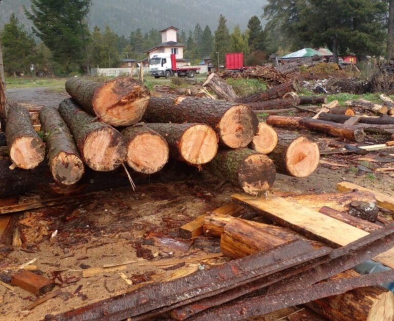 Lago Puelo: robaron madera de pino en un aserradero
