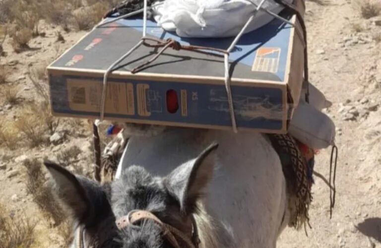 Intendente mandó un televisor en mula a un paraje para que los niños vean el Mundial
