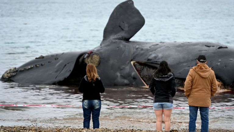 Ascienden a 30 las ballenas muertas en Golfo Nuevo