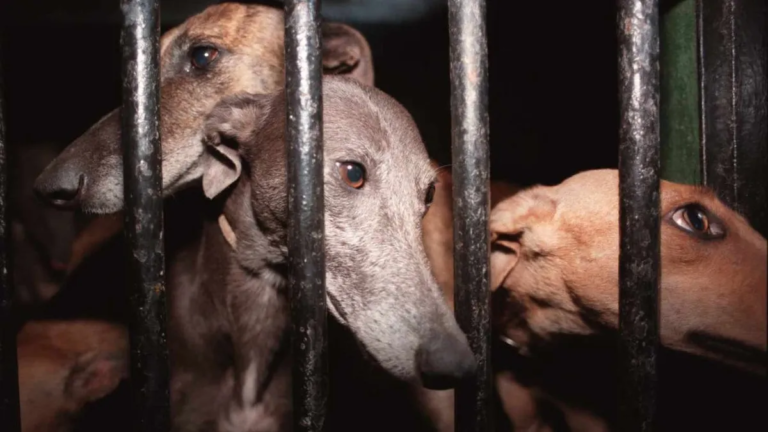 Carrera de perros: rescataron a 77 galgos y demoraron a 150 personas