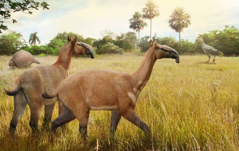 Encontraron un fósil de 8.500 años de antigüedad en General Conesa