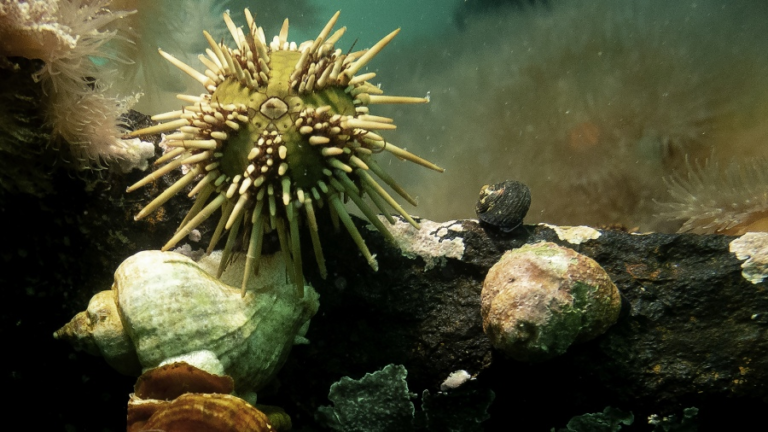 Científicas patagónicas crean un suplemento dietario a partir del erizo de mar