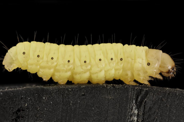 Una solución a la contaminación: la saliva de un gusano degrada el plástico