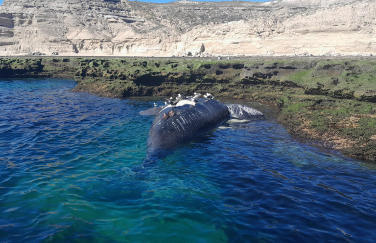Marea roja: los valores son 267,5 veces más altos que lo habitual