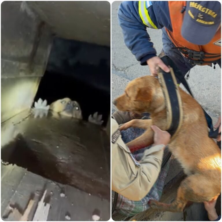 Prefectura rescató a una perrita atrapada en una boca de tormenta