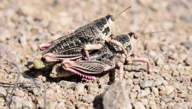El Senasa declaró la alerta fitosanitaria por la Tucura sapo