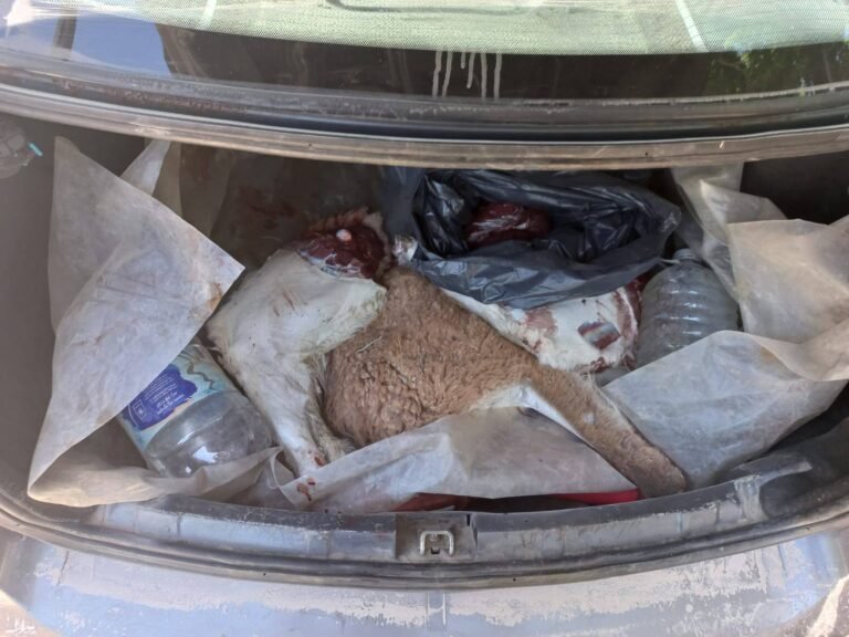 Detuvieron a tres sujetos que cazaban guanacos en la zona del Dique Ameghino