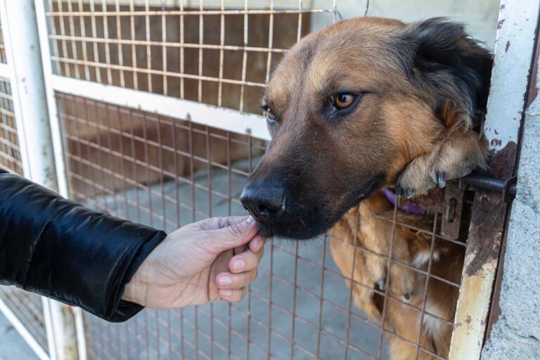 Este fin de semana se concretará la 1° Jornada de Tenencia Responsable de perros y gatos
