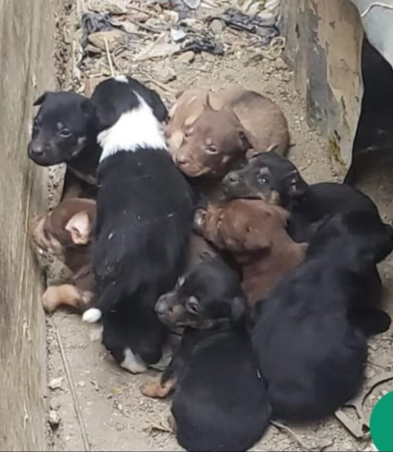 Más de 20 cachorros esperan por una familia