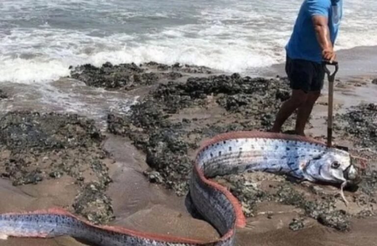 Apareció el “pez del fin del mundo” en una isla y causa temor a los habitantes