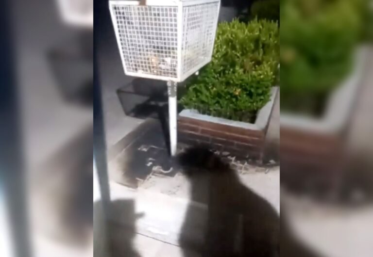 Arrojaron bombas molotov contra la sede de ATECh