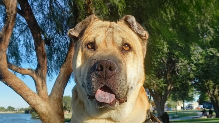 Perdieron a su perra luego de un accidente y la buscan desesperadamente