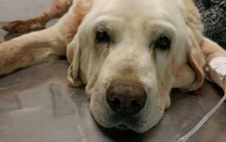 Defendió a su dueña de ser atacada por otro perro y terminó apuñalado