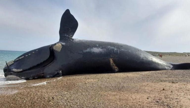 Marea roja: una de las ballenas fallecidas era un ejemplar censado hace 50 años