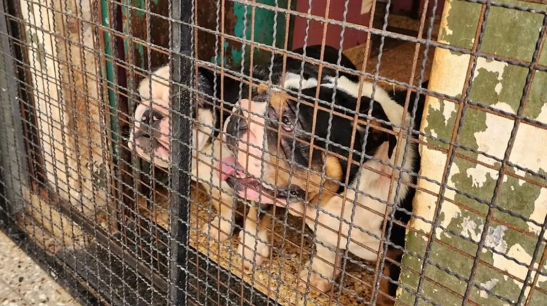 Clausuraron un criadero ilegal y rescataron a 22 de perros de raza