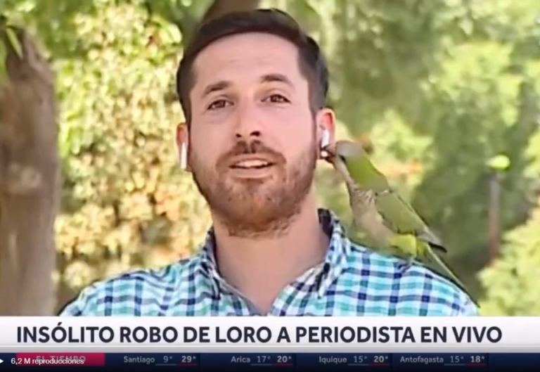 Un periodista hablaba de inseguridad y un lorito “punga” le robó el audífono