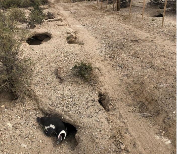 Se espera nueva audiencia por el caso de maltrato animal en Punta Tombo