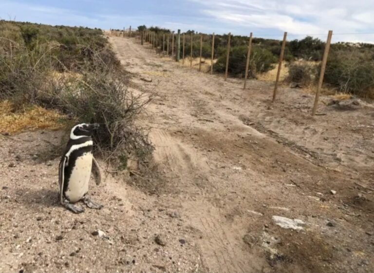 Imputarán al dueño del campo por pasar con una topadora sobre nidos y matar decenas de pingüinos