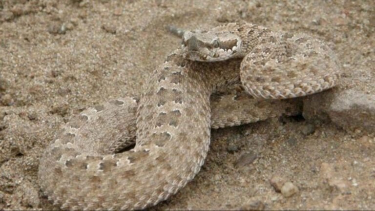 Solicitan extremar cuidados para evitar picaduras o mordeduras de animales ponzoñosos