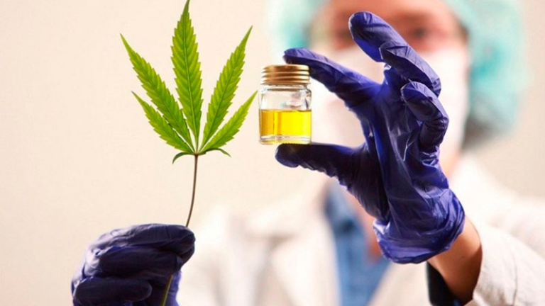 Código Alimentario: analizan la inclusión de cannabis en alimentos