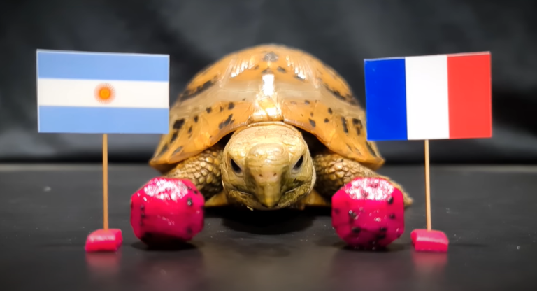 Una tortuga francesa predijo la final y fue repudiada en su país