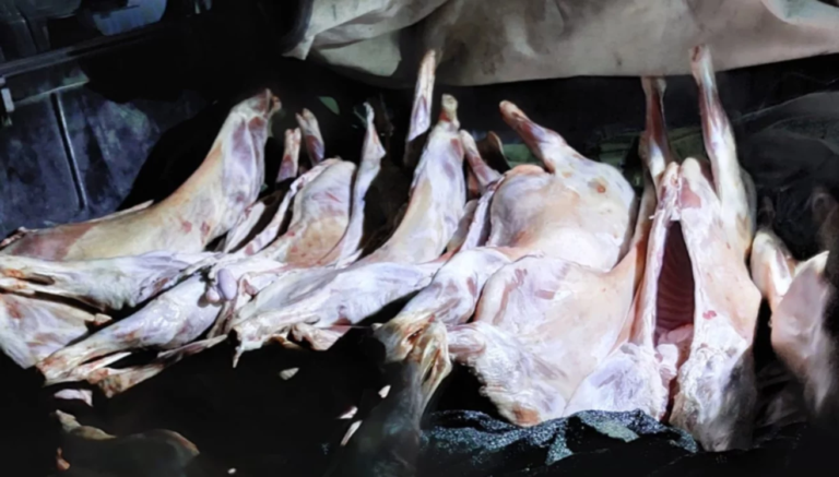 Circulaba con una docena de corderos faenados para vender