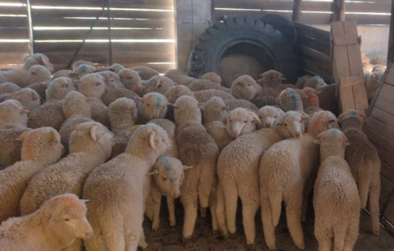 Secuestraron 126 corderos vivos que eran trasladados sin autorización