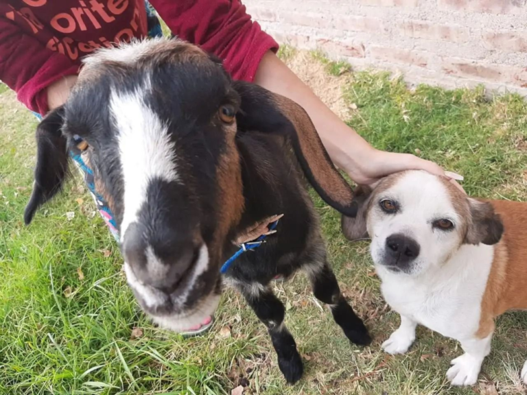 Vilma, la cabra que es viral en redes y ayuda a pacientes con depresión