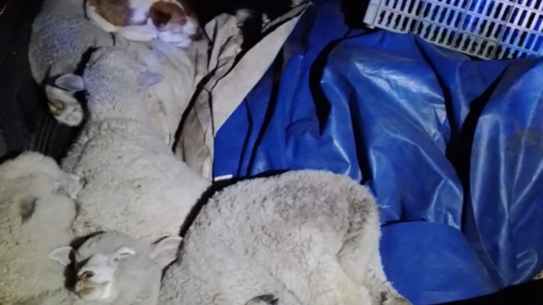 Transportaba más de 20 corderos en una camioneta y fue detenido