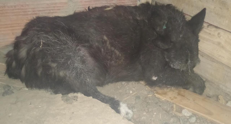 Pirotecnia: una perra en pánico falleció ante la mirada de su dueña