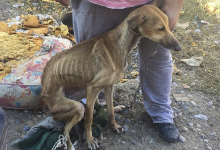 Fue condenado a 60 horas de trabajo comunitario por maltrato animal