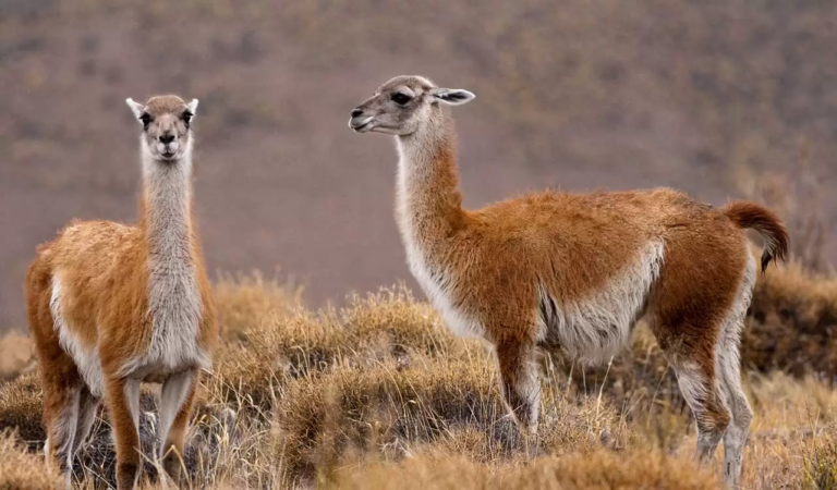Se dirigían a Madryn con un cargamento ilegal de carne de guanaco