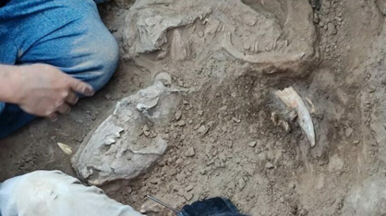 Era del Hielo: obreros de una construcción hallaron restos de un “Tigre Dientes de Sable”