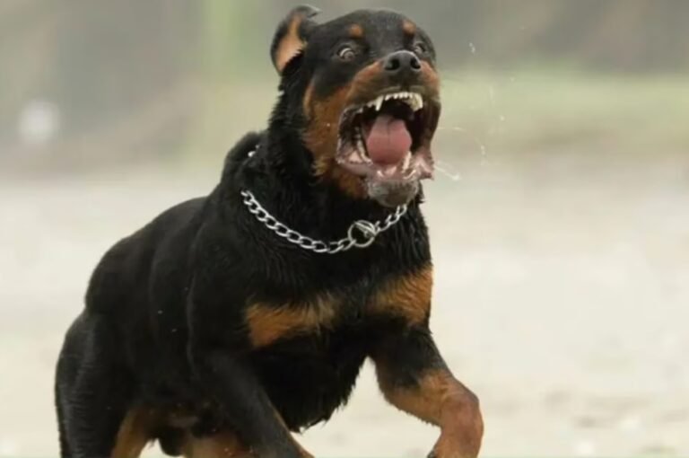 Fue atacada por un rottweiler y sufrió lastimaduras en su pierna
