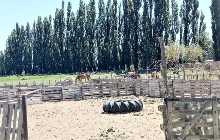 Un veterinario murió tras recibir una patada en el pecho de una yegua