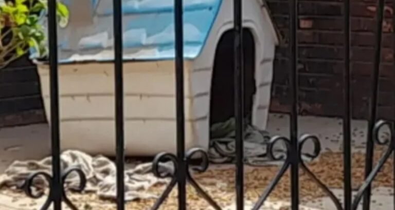 Encontraron muerta y comida por sus perros a una mujer dentro de su casa