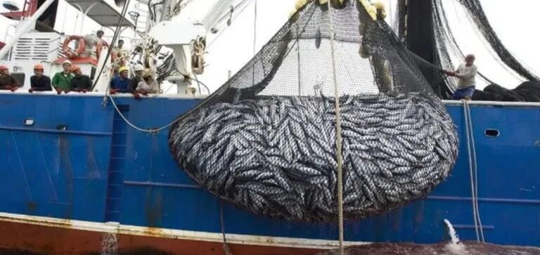 Denuncian que barcos chinos pescaron ilegalmente en aguas argentinas durante más de 600 mil horas