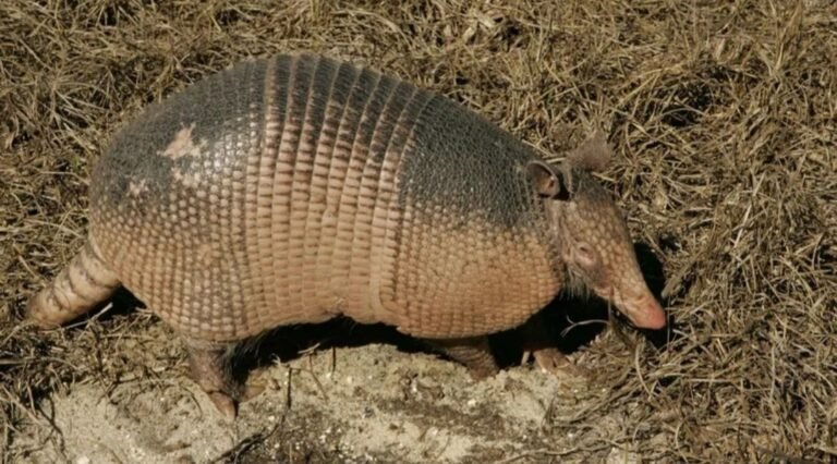 El gesto que tuvo un trabajador rural en medio de la ola de calor que conmovió a las redes