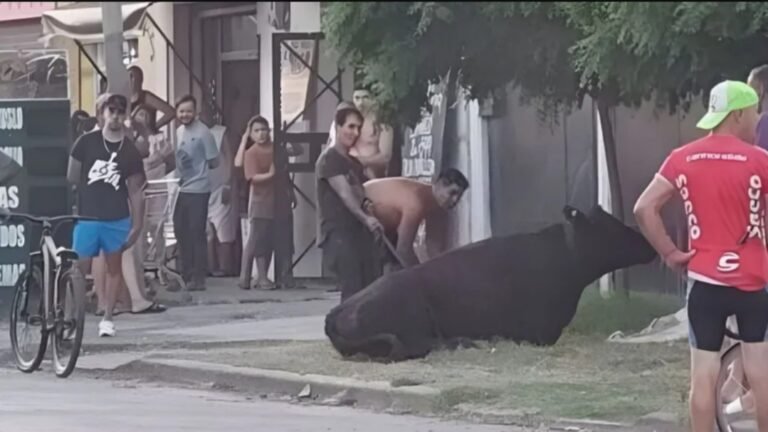 Vecinos saquearon un camión con ganado y faenaron a las vacas en plena calle