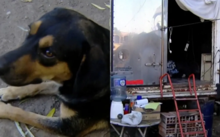 Mientras dormía, su casa se incendió y su perro le salvó la vida