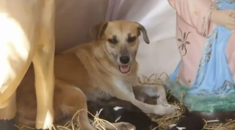 Dio a luz a siete cachorritos en un pesebre y enterneció las redes