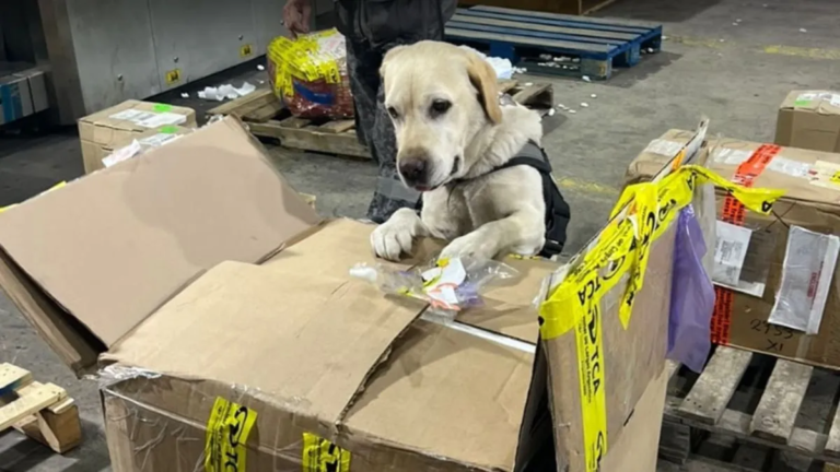 Hallaron 17 kilos de droga en una aspiradora enviada por encomienda