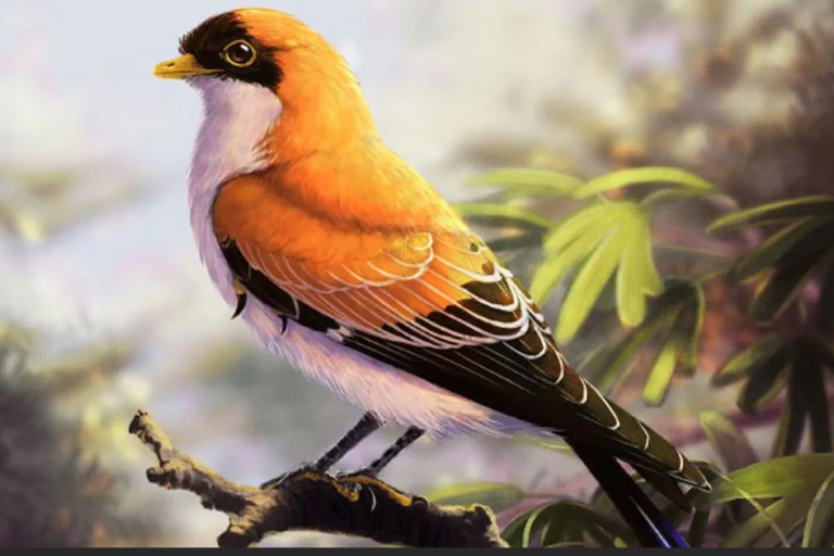 Hallaron restos de un ave desconocida que vivió hace 70 millones de años