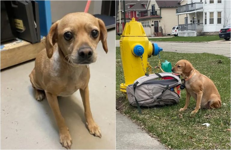 Abandonó a su perra con una mochila llena de juguetes, comida y una nota