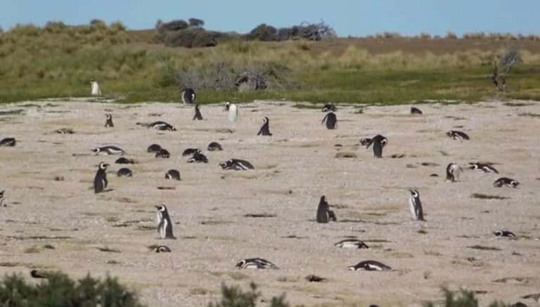 Cerca de 65 mil turistas visitaron Punta Tombo desde que abrió la temporada