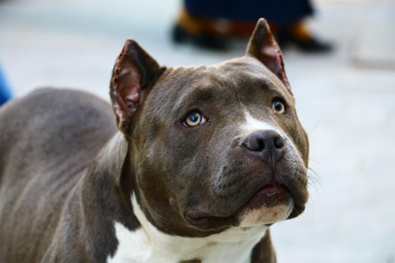 Una jubilada fue atacada por el pitbull que rescató y debieron amputarle un brazo