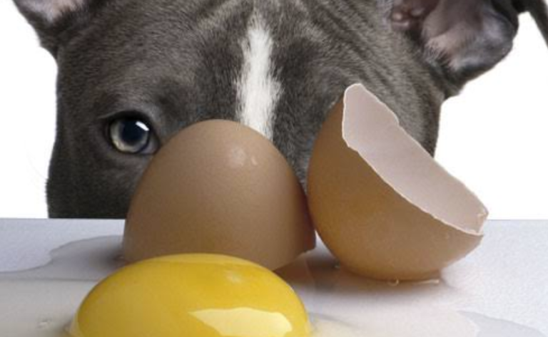 Mató a su hermana porque su perro le rompió un maple de huevos